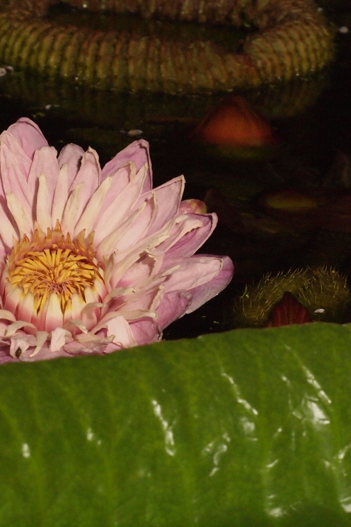 
Victoria cruziana in Oxford Botanic Garden Lily House.