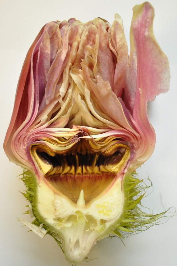 Vertical section through the flower of Victoria cruziana.