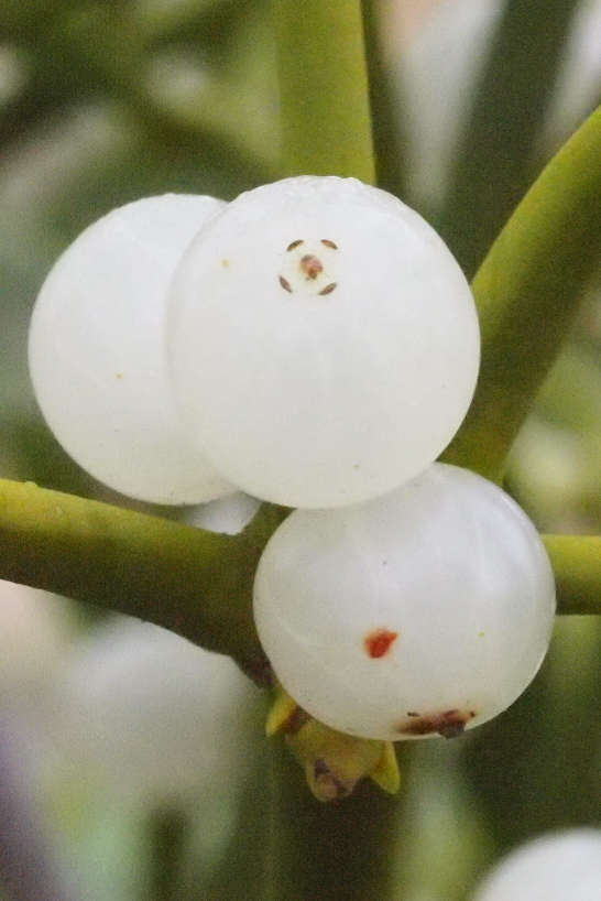 Viscum album fruits.