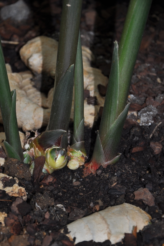 Zingiber officinale growing in Oxford Botanic Garden.
