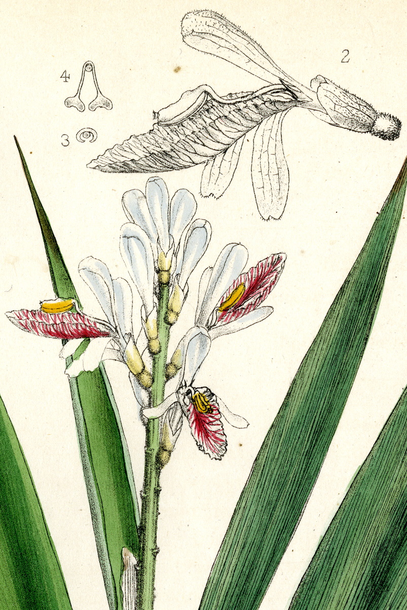 
Coloured plate of Zingiber officinale from Bentley and Trimen's Medicinal Plants (1880; vol. 4, t.270).