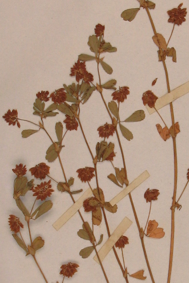  Type specimen of Trifolium dubium collected by John Sibthorp, probably around Oxford (Oxford University Herbaria).