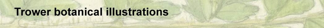 banner.jpg